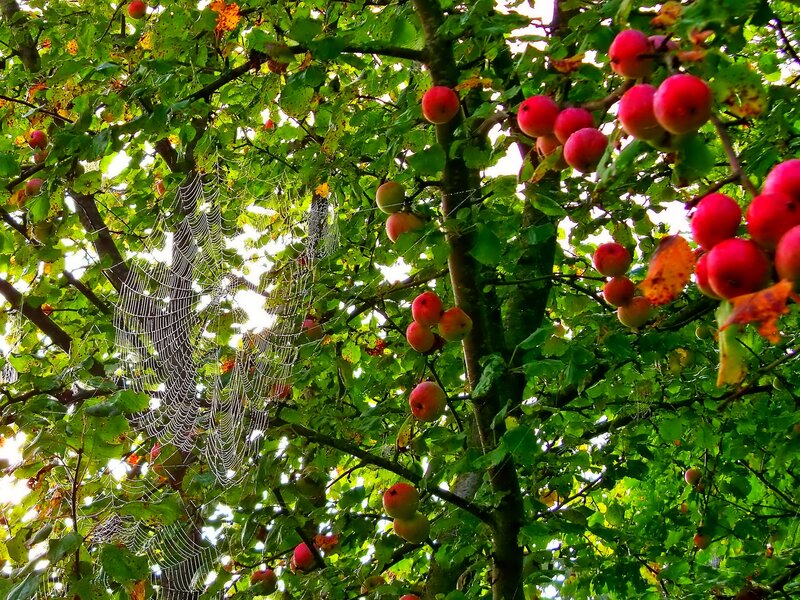 Apple Tree with Fruit — Green, Serene, Autumn, Photograph