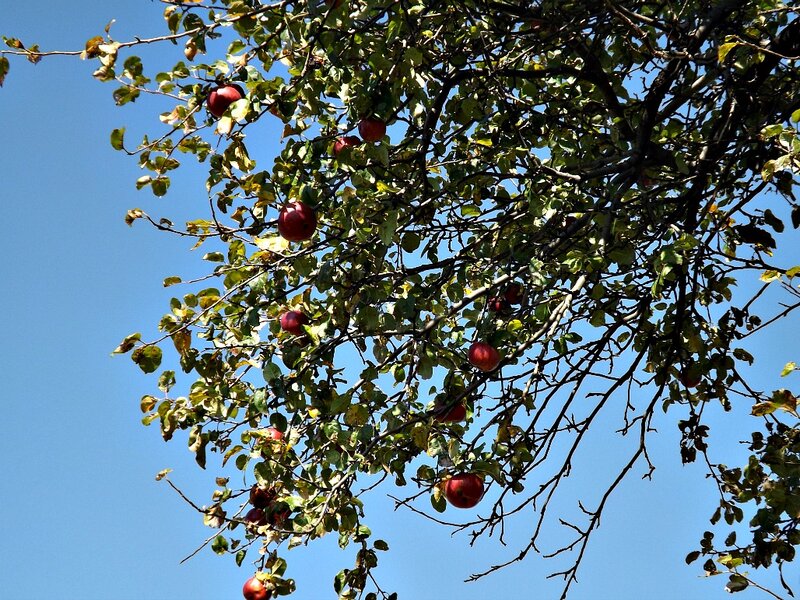 Apple Tree with Fruit — Green, Serene, Autumn