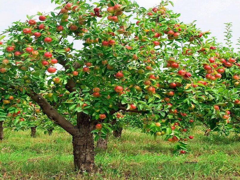 Apple Tree with Fruit — Green, Serene, Summer