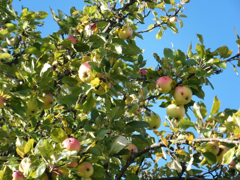 Apple Tree with Fruit — Green, Serene