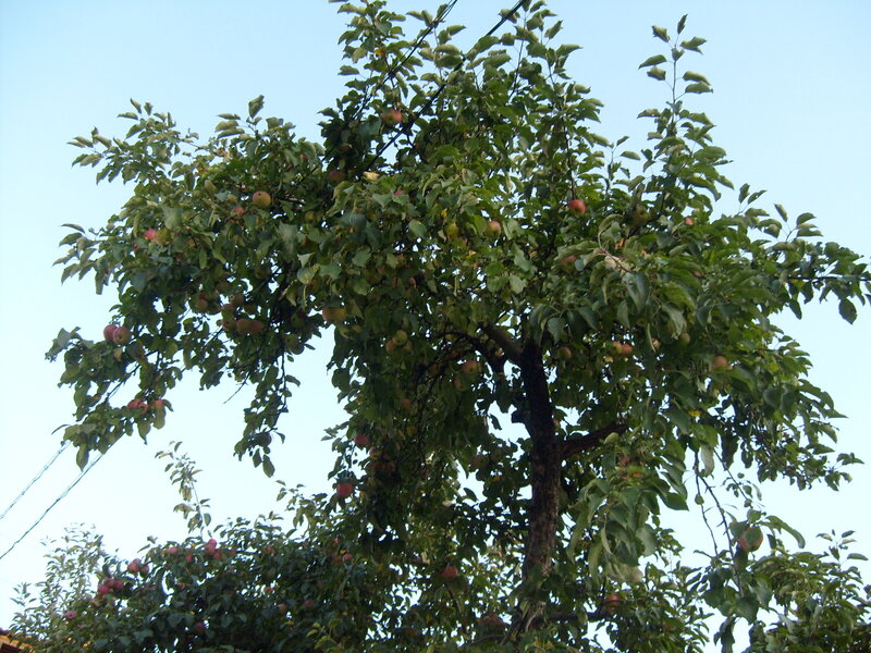 Apple Tree with Fruit — Green
