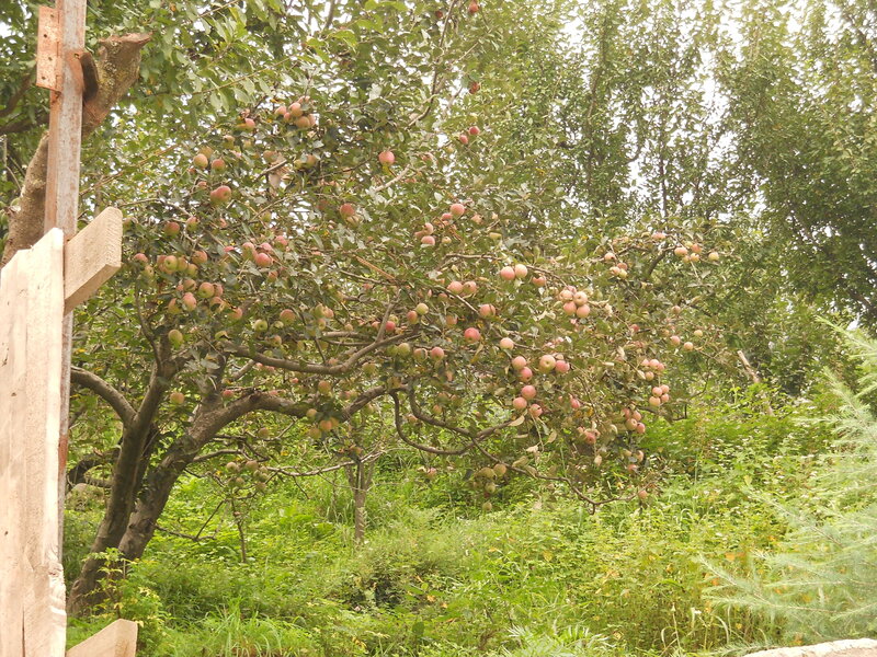 Apple Tree with Fruit