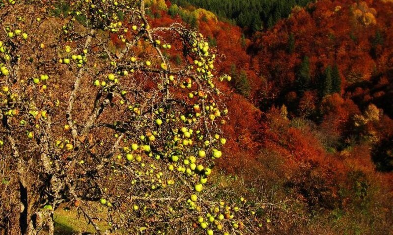 Apple Tree with Green Apples — Serene