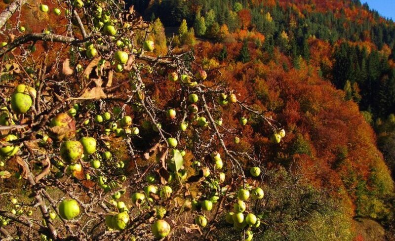 Apple Tree with Green Apples