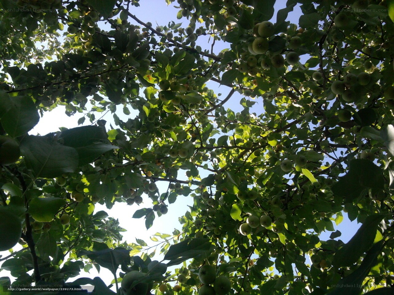 apple tree with green fruit