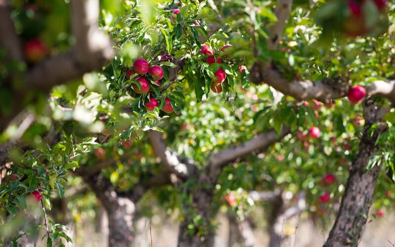 Apple Tree with Red Apples — Green, Serene, Afternoon