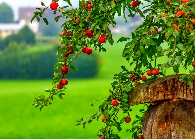 Apple Tree with Red Apples — Serene, Afternoon