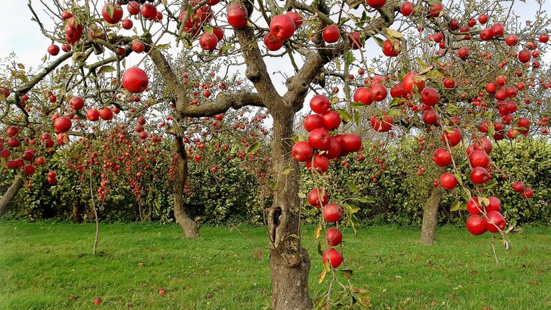 Apple Tree with Red Apples — Serene, Autumn, Photograph