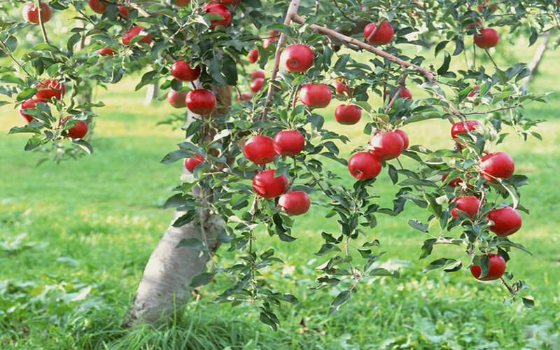 Apple Tree with Red Apples
