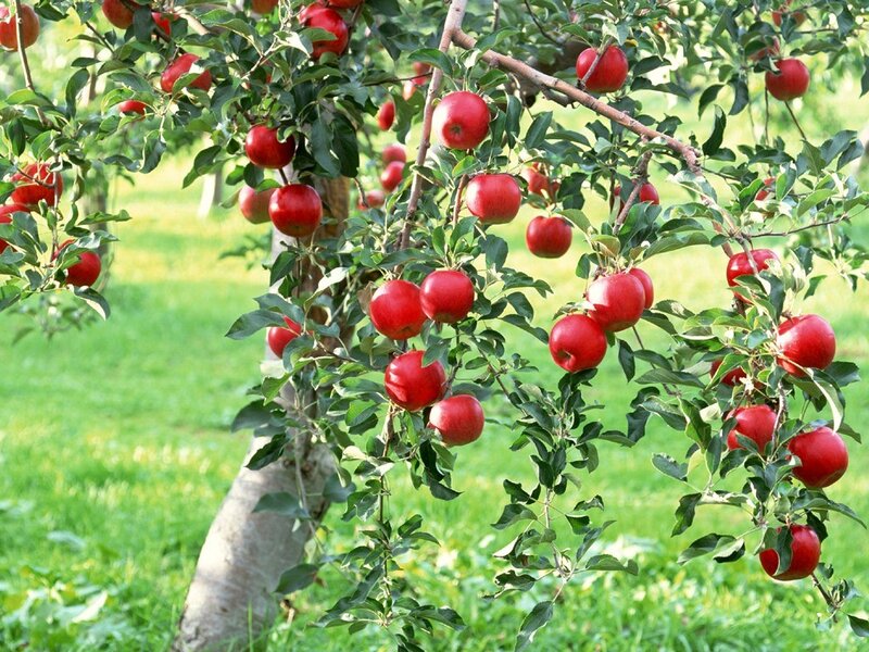 apple tree with ripe fruit