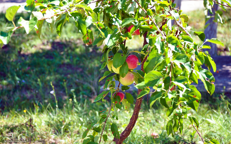 apple tree with ripening fruit