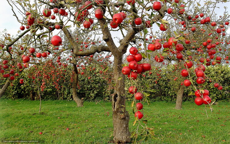 Apple trees in an orchard