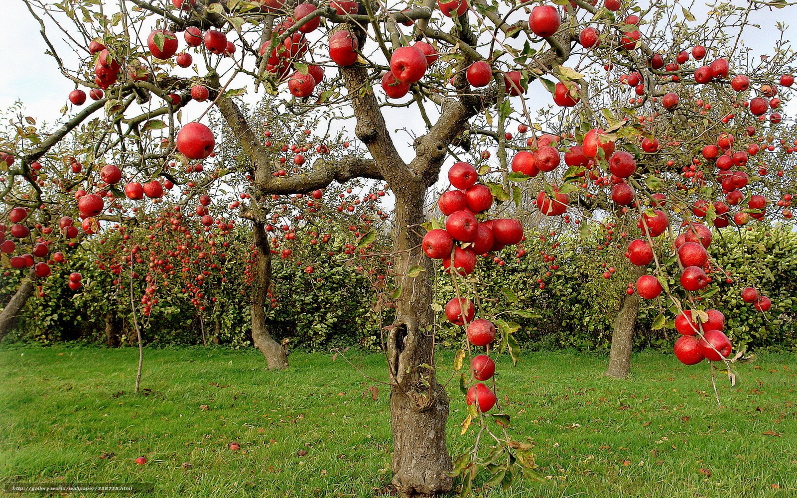 Apple trees in an orchard