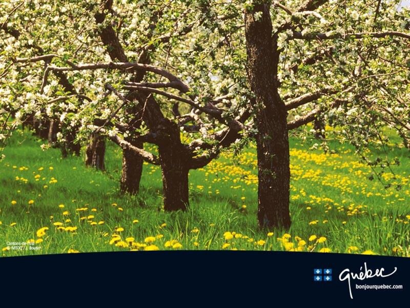 Apple Trees in Bloom — Green, Serene, Spring, Photograph, Dandelions