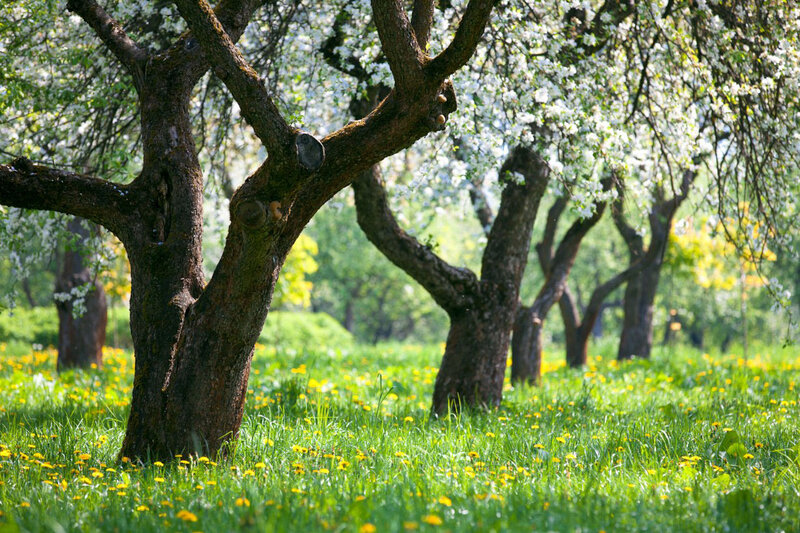 Apple Trees in Bloom — Green, Serene, Spring, Photograph, Grass, Flowers