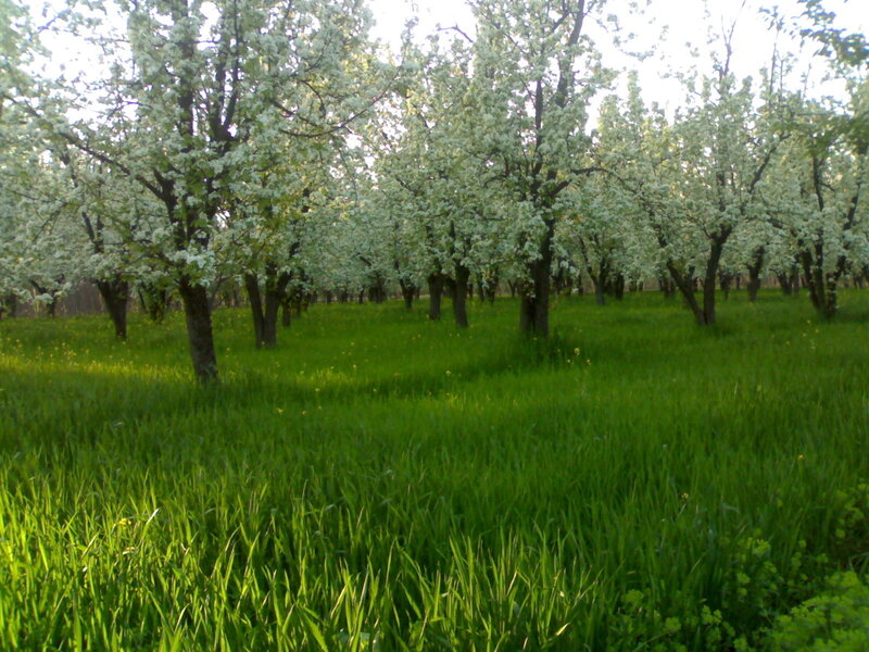 Apple Trees in Bloom — Green, Serene, Spring, Photograph, Grass, Flowers, White