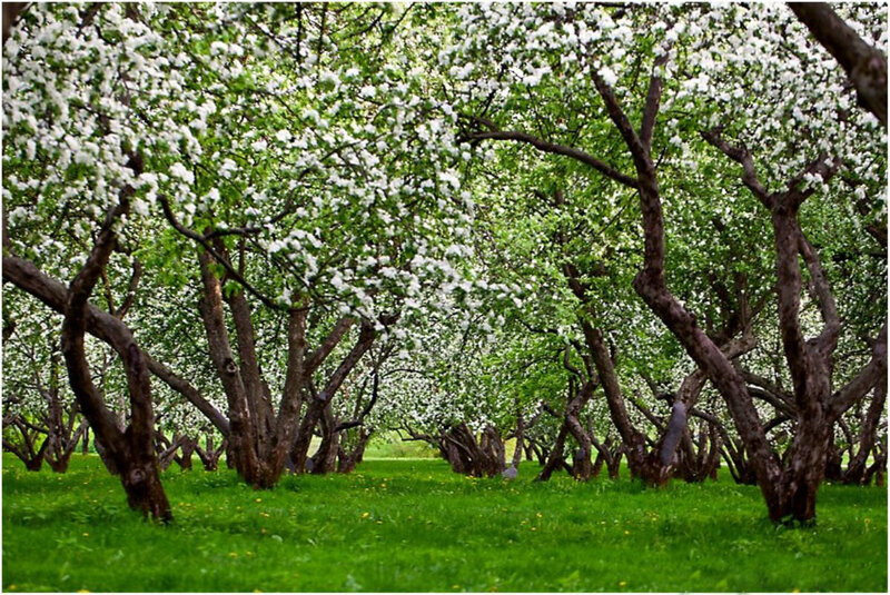 Apple Trees in Bloom — Green, Serene, Spring, Photograph, Grass