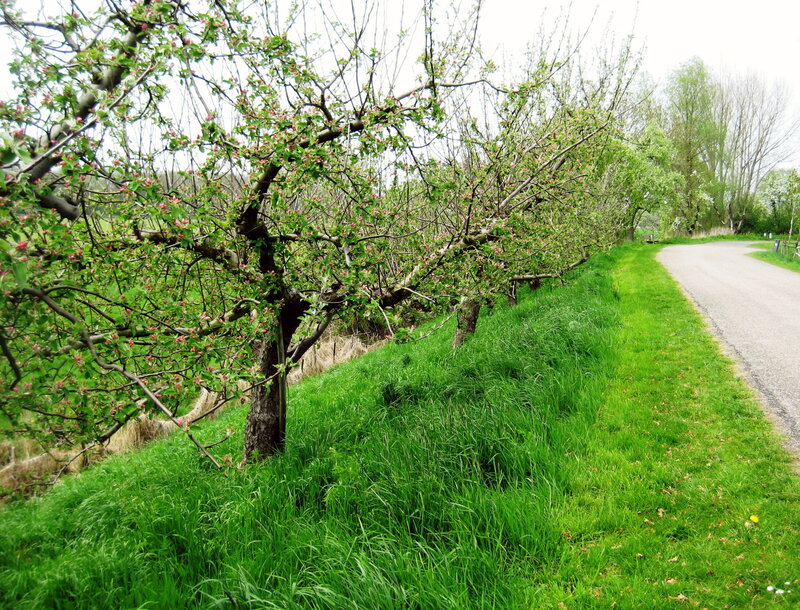 Apple Trees in Bloom — Green, Serene, Spring, Photograph