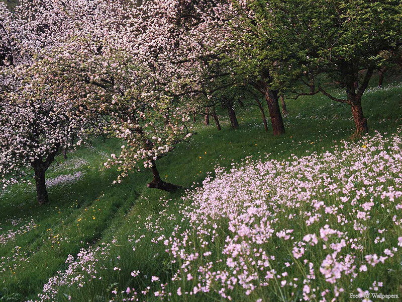 Apple Trees in Bloom — Green, Serene, Spring