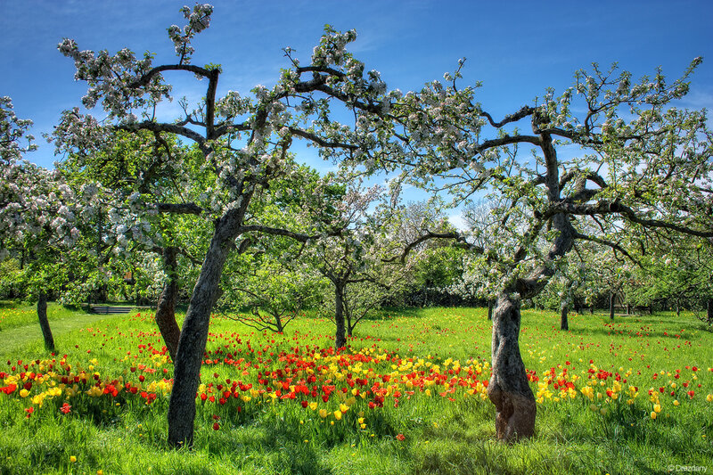Apple Trees in Bloom — Green, Serene