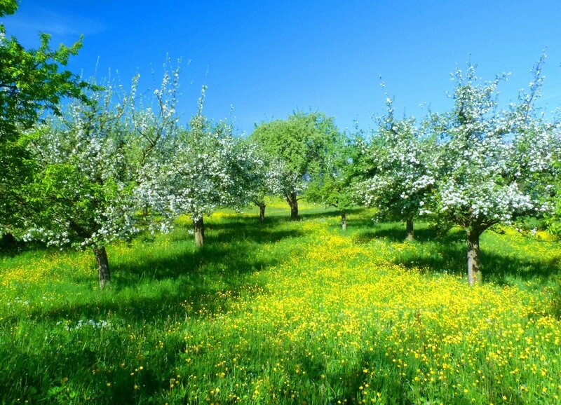 Apple Trees in Bloom — Green