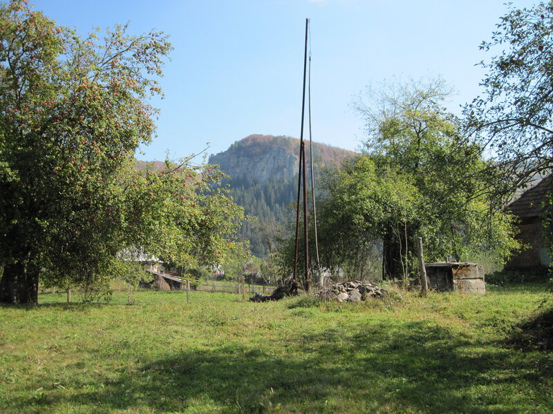 Apple Trees in Field
