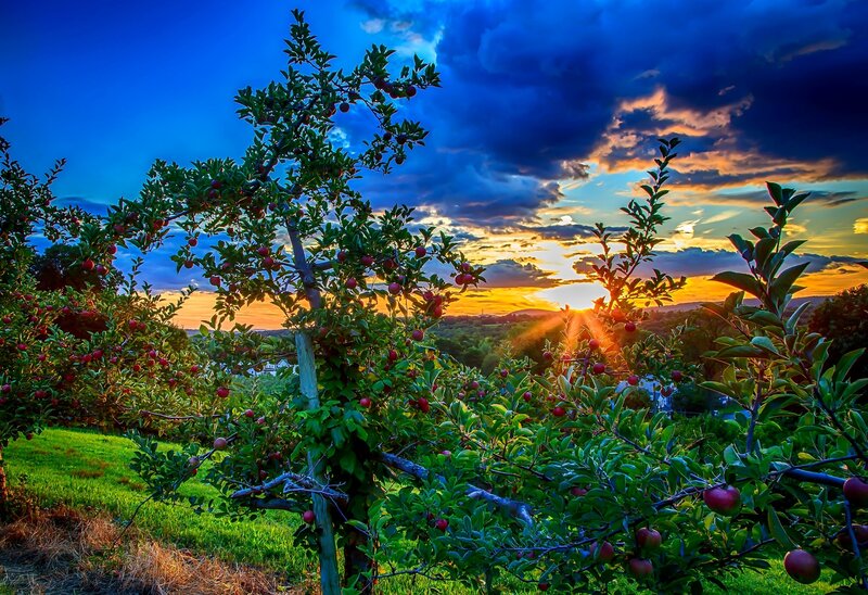 Apple Trees in Orchard — Blue, Dramatic