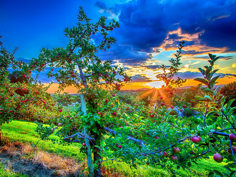 Apple Trees in Orchard — Blue
