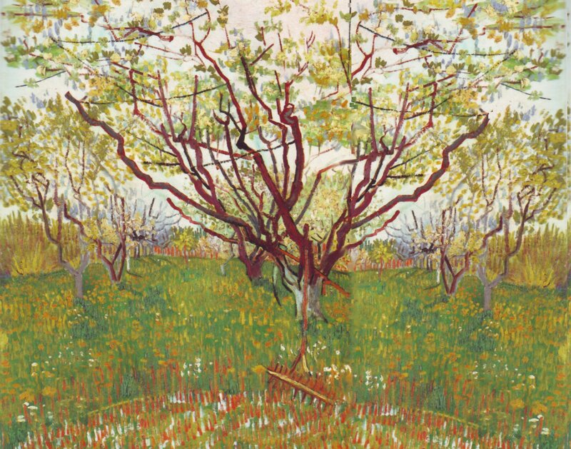 Apple Trees in Orchard — Green, Serene, Spring