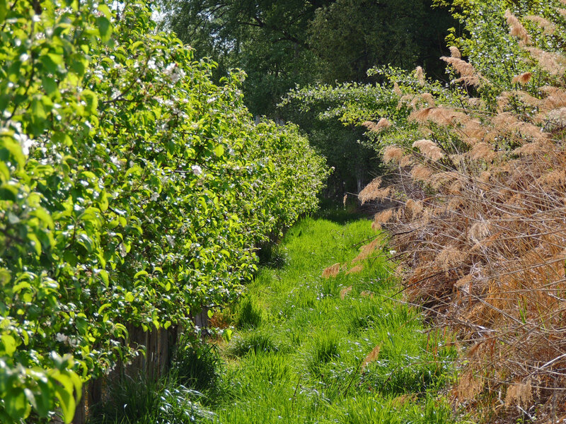 Apple Trees in Orchard — Green, Serene