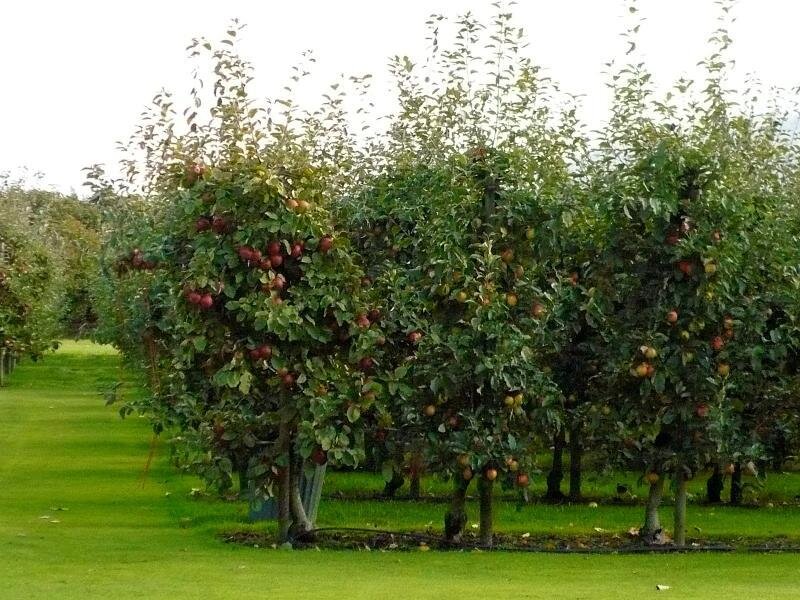 Apple Trees in Orchard — Green