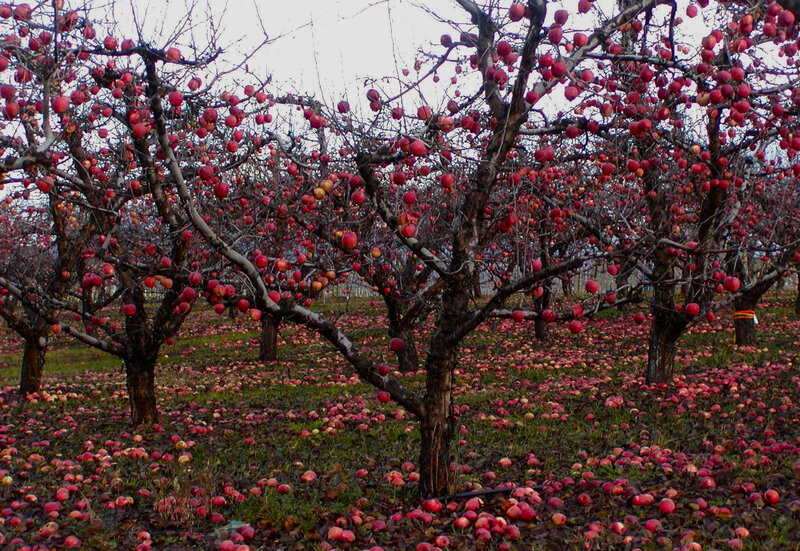 Apple Trees in Orchard — Red, Calm