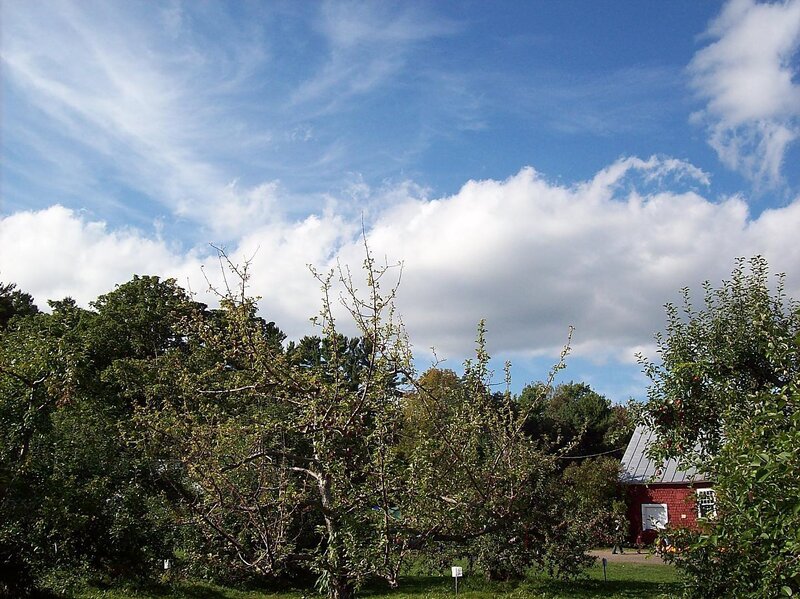 Apple Trees in Orchard