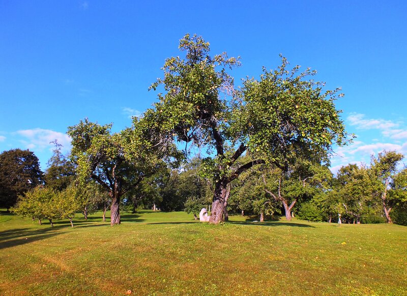 Apple Trees in Park