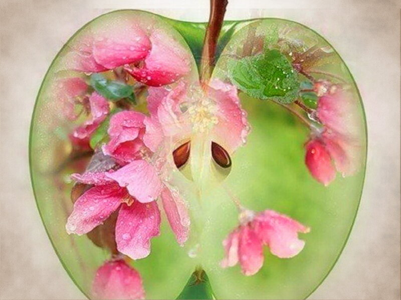 Apple with Flowers Inside