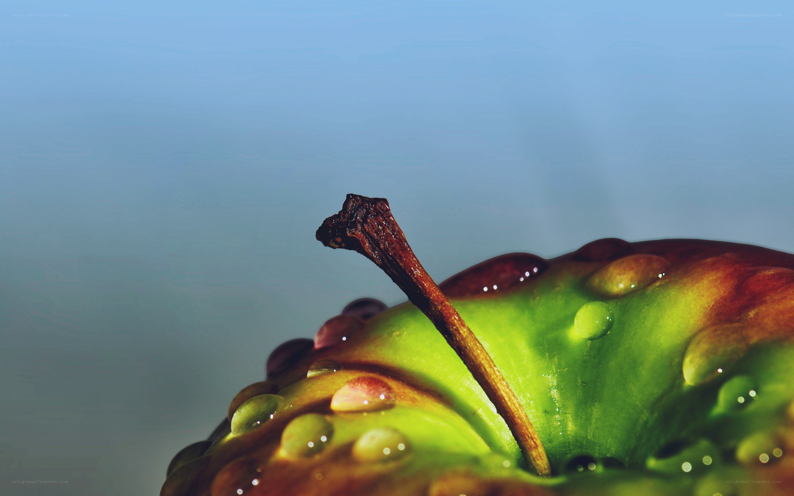 apple with water droplets