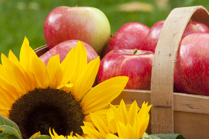 Apples and Sunflowers — Yellow