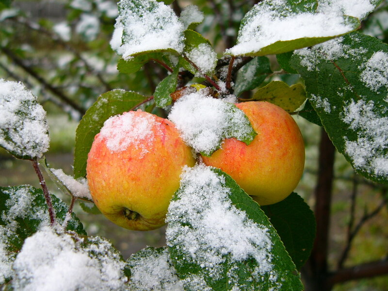 apples covered in snow