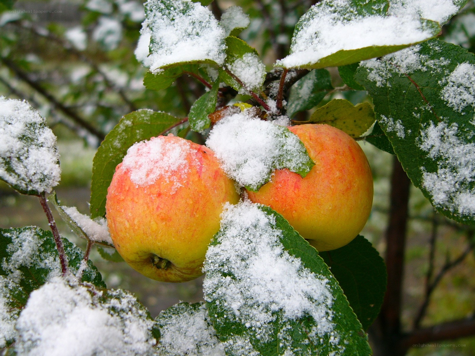 apples covered in snow