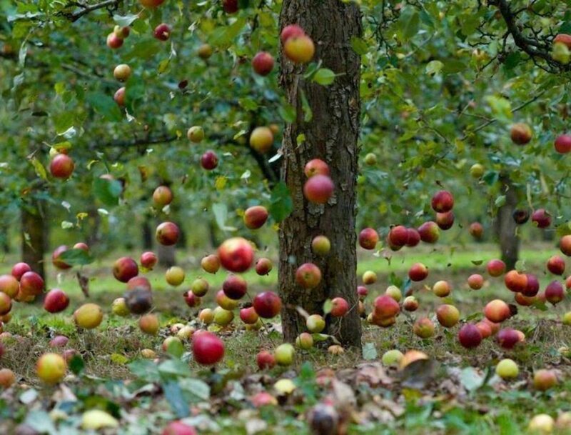 Apples Falling from Tree