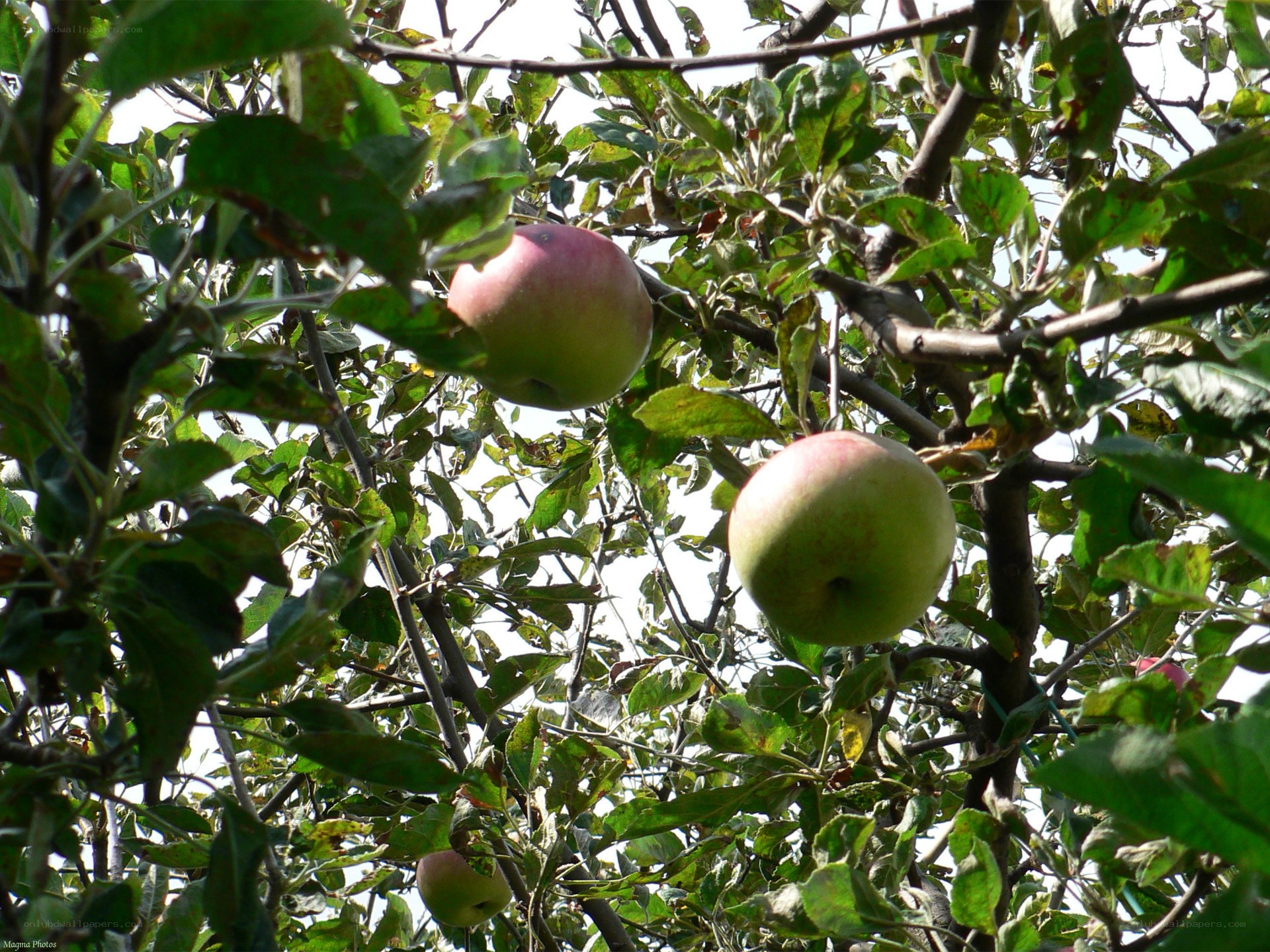apples growing on a tree
