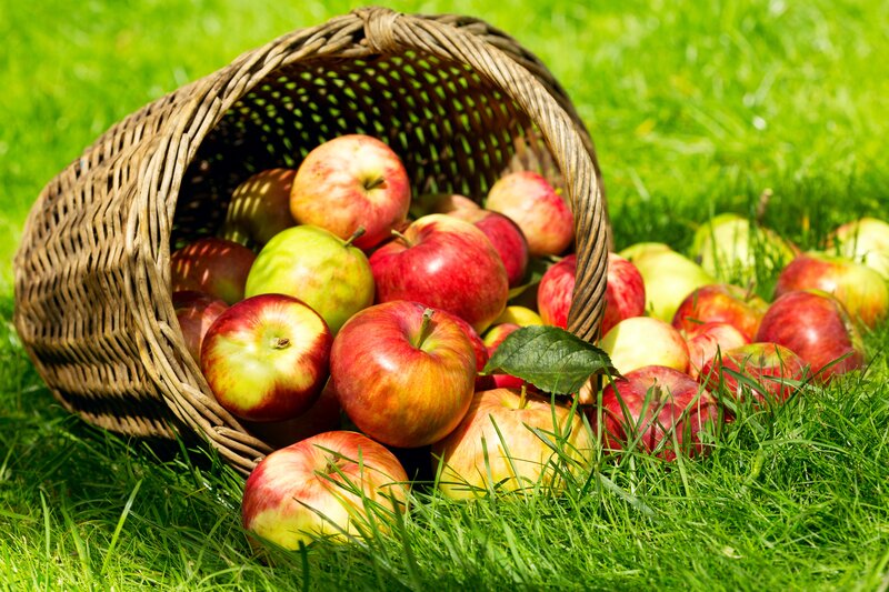 Apples in a Basket — Green, Serene, Afternoon, Photograph, Grass, Leaf