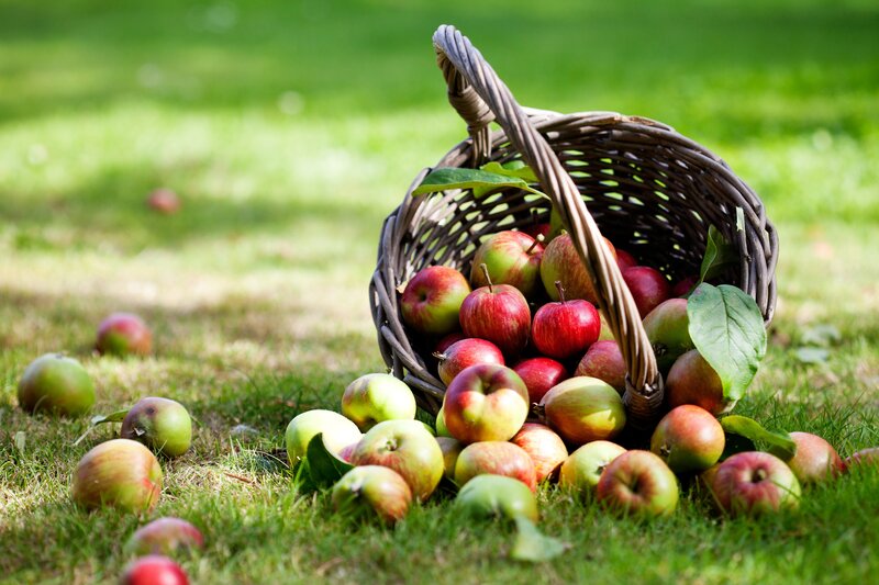 Apples in a Basket — Green, Serene, Afternoon, Photograph, Grass