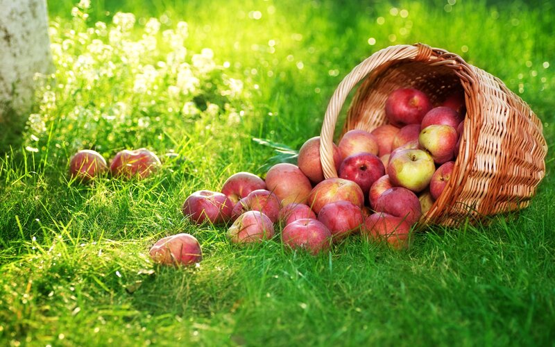 Apples in a Basket — Green, Serene, Afternoon