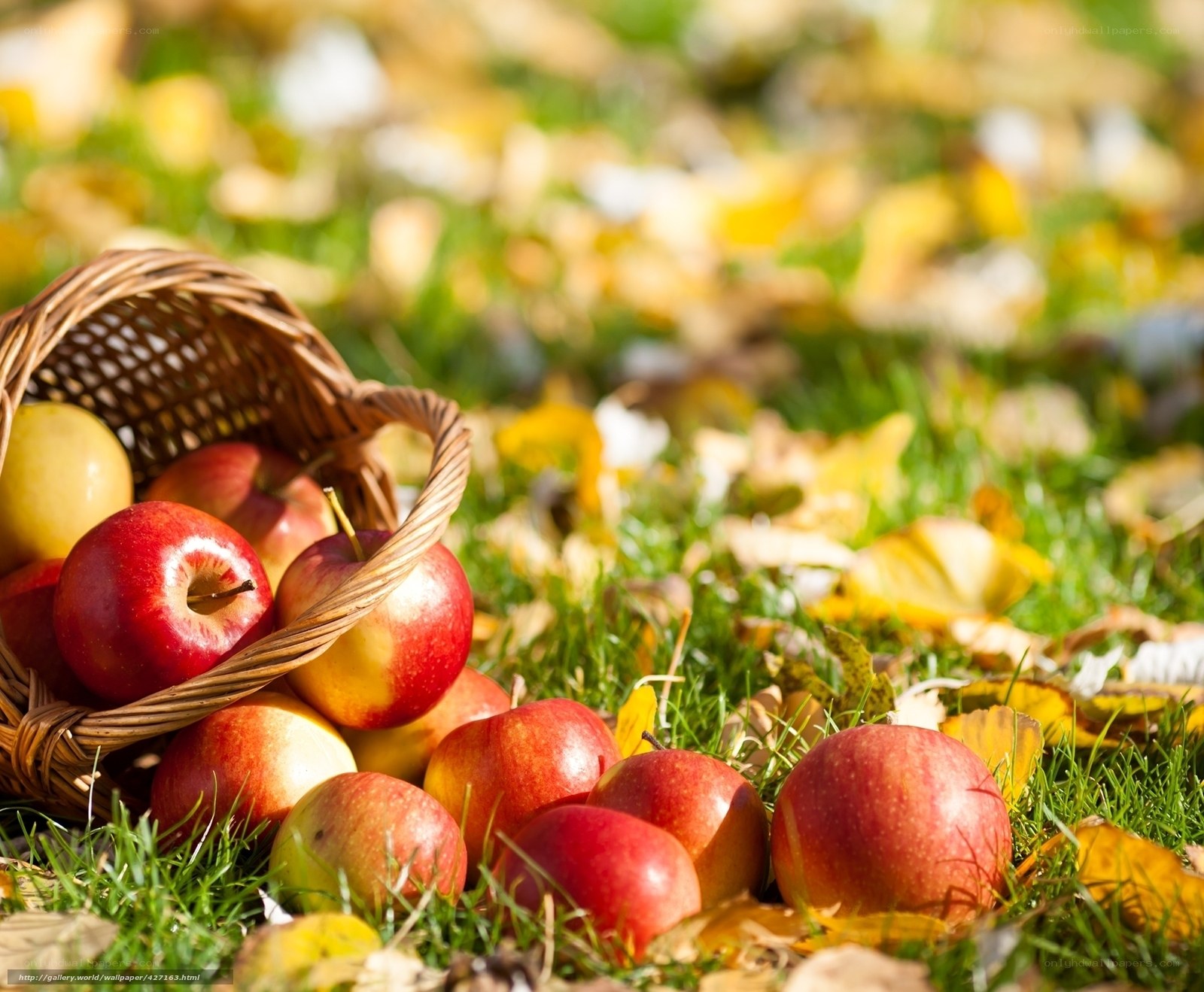Apples in a basket on autumn grass