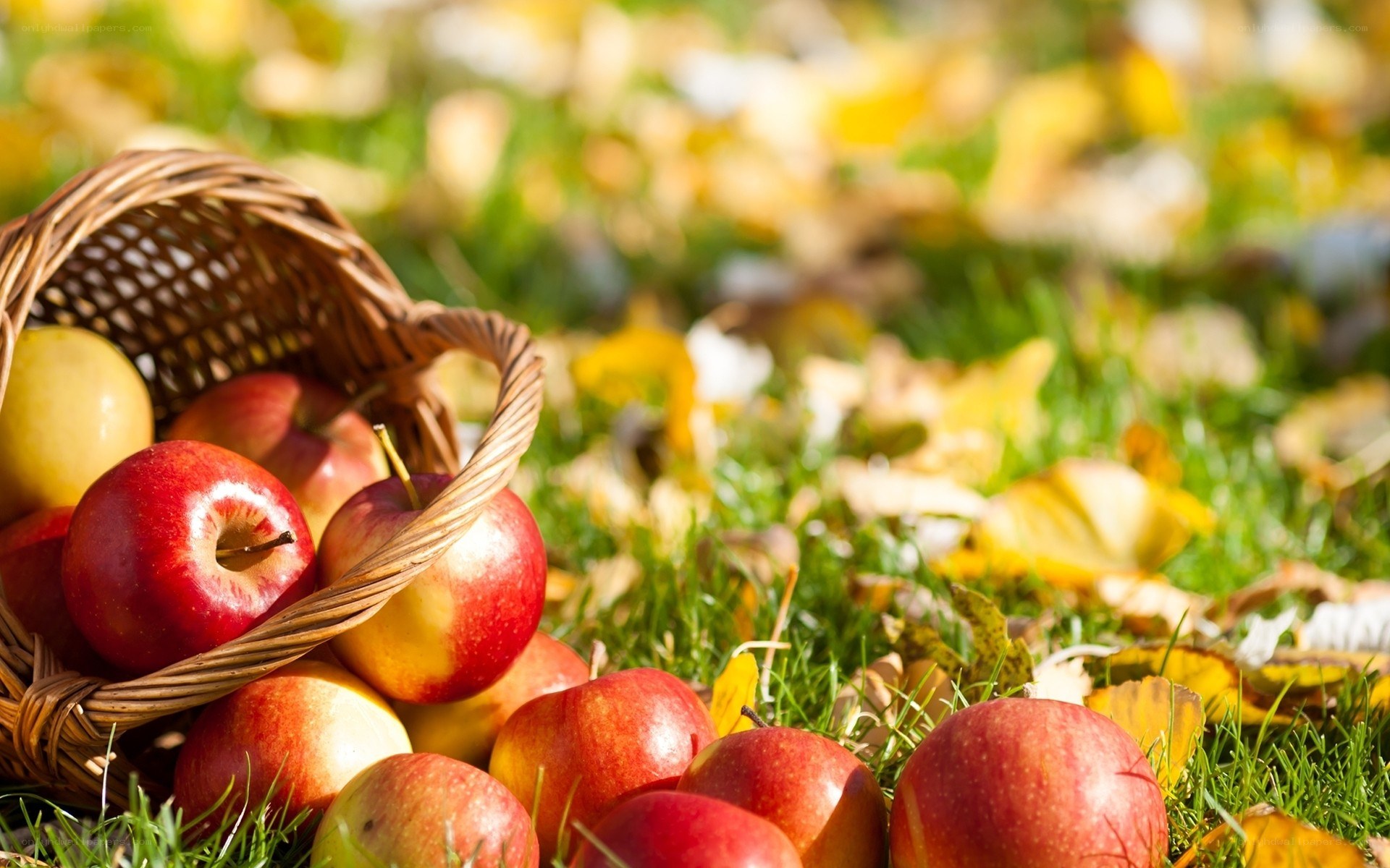 Apples in a basket on grass