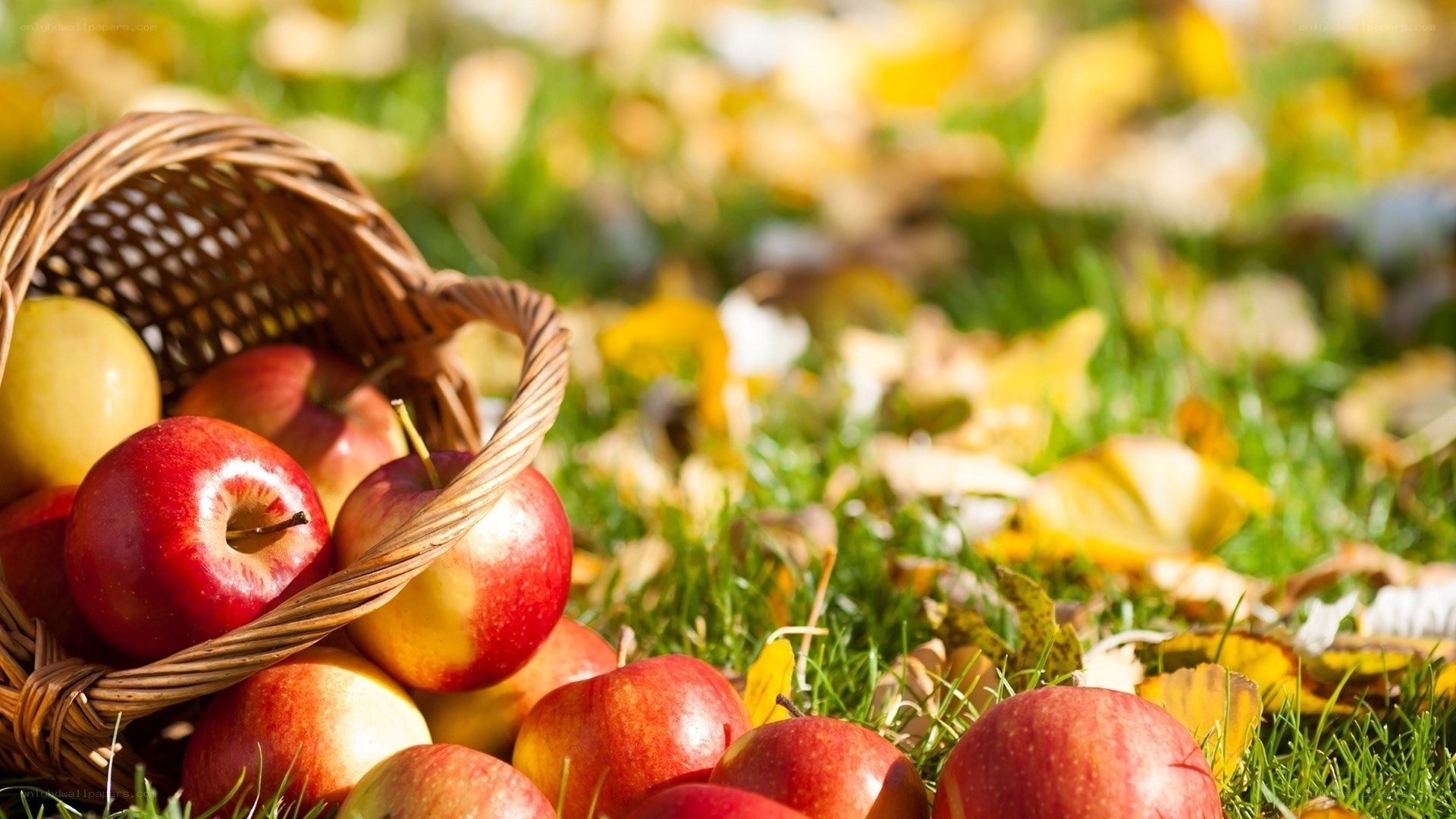 Apples in a basket on grass