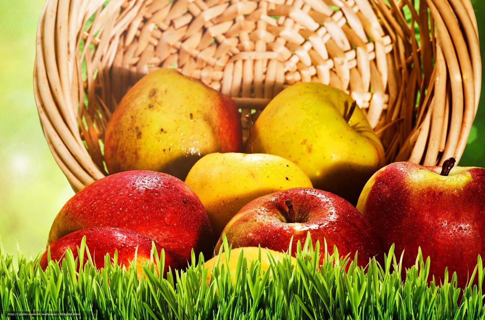 apples in a basket on grass