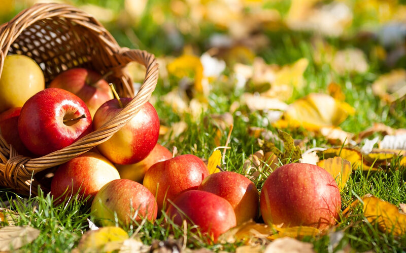 Apples in a Basket — Red, Serene, Autumn