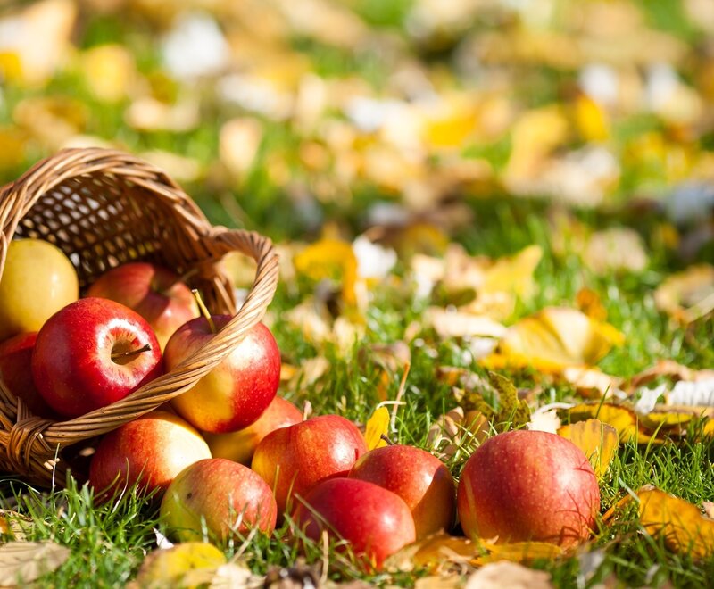 Apples in a Basket — Red, Serene